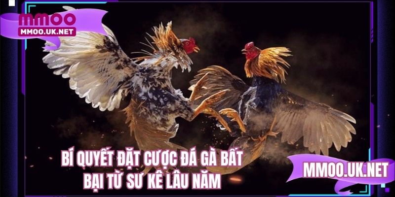 Bí quyết đặt cược đá gà bất bại từ sư kê lâu năm