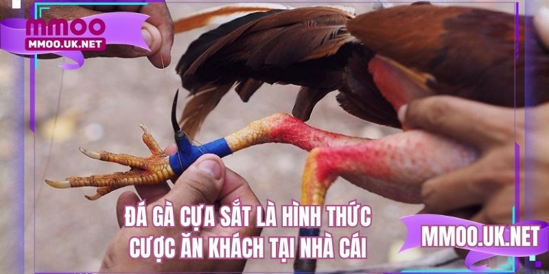 Đá gà cựa sắt là hình thức cược ăn khách tại nhà cái