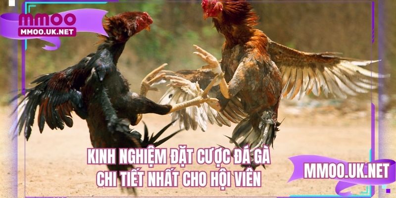 Kinh nghiệm đặt cược đá gà chi tiết nhất cho hội viên
